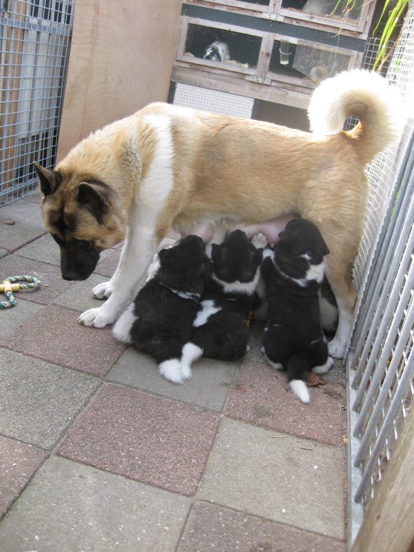 Puppies